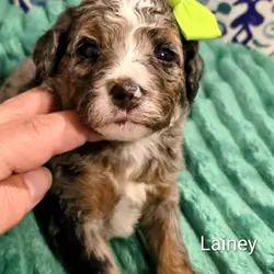 Mini Bernedoodles