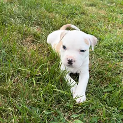 Stunning White Fawn Bully Girl