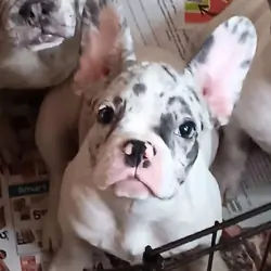 French bulldog puppies