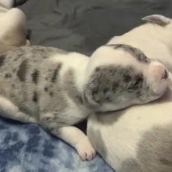 Amazing Rare Blue Merle Classic Bully Baby Girl