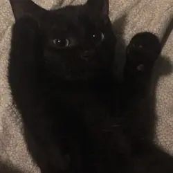 Female kitten