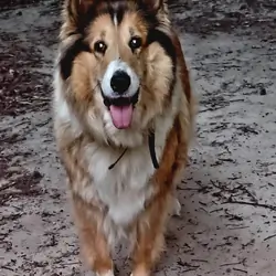 AKC Female Rough Collie