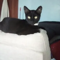 Not selling giving away my black cat with green ey