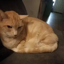 Cat in need of home fast
