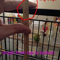 3 parakeets