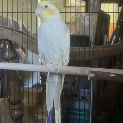 Cockatiel in need of rehome