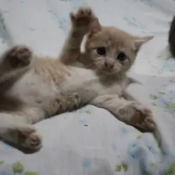 Young kittens