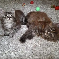 Pure Main Coon Tica active kittens