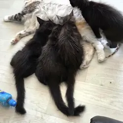 Maine coon kittens for adoption