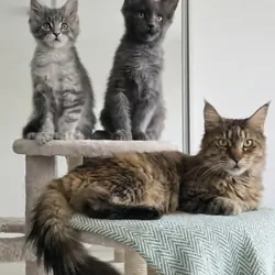 Maine coon a boy and a girl
