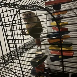 Conure parrot(Freya)