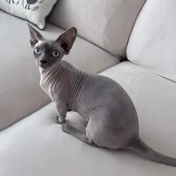 Bambino Sphynx kitten