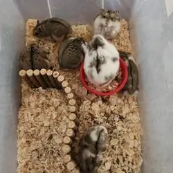 Dwarf Hamsters