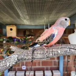 Rosie Bourke Grasskeets