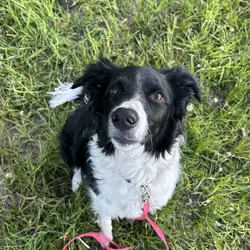 Female Border Collie