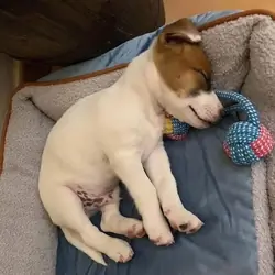 Adorable Jack russell puppies available