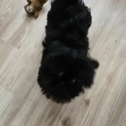 Shih Tzu