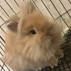 Lion head dwarf bunny