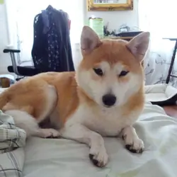 Sweet Senior Alya Needs a Loving Home