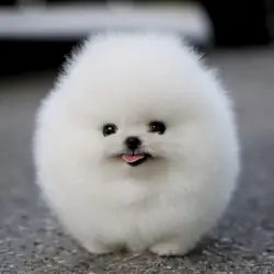 Adorable Pomeranian Puppies Looking for Loving Hom