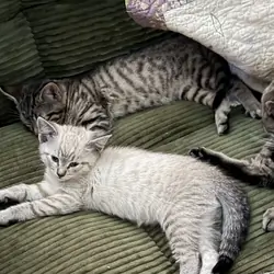 Bengal mix kittens