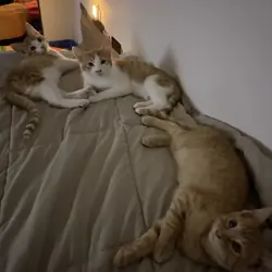 Male Domestic Shorthair Kittens!
