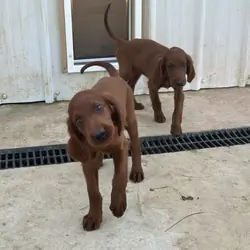 AKC Irish Setter Puppies