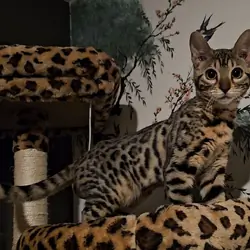 BENGAL FEMALE