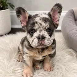 Fluffy frenchie