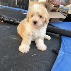 Minature poodles