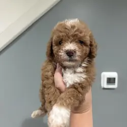 Minature poodles