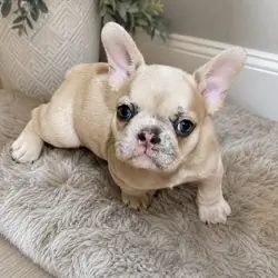 Female Frenchie