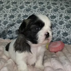 AKC REGISTERED ®️ SHIH TZU PUPPIES