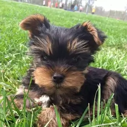 Puppy