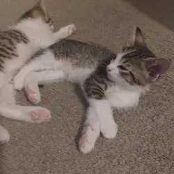 Oreo and Cream (A package deal!)