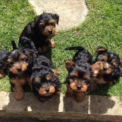 Yorkie