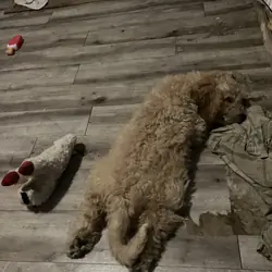 puppy 3mos