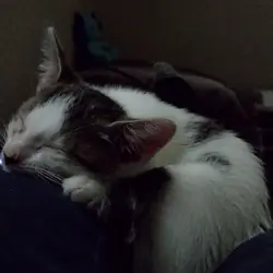 Rambo