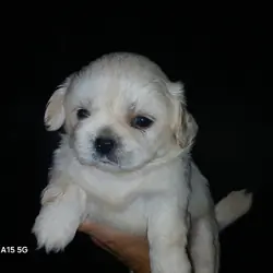 Shihtzu puppies