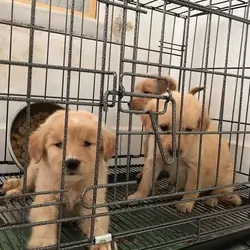 Golden retriever