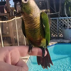 Green Cheek Conure