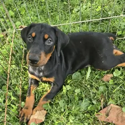 Doberman Pinscher puppy
