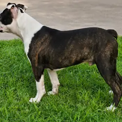 Boston Terrier Boy
