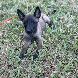 Belgain Malinois puppies
