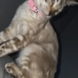 Lilo 5 month old snow mink tica registered bengal