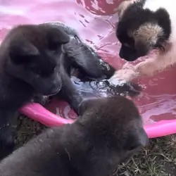Akita puppies