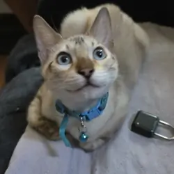 Whisper tica registered snow mink bengal