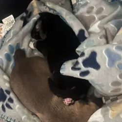 Puppies