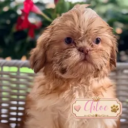 Shih Tzu puppies