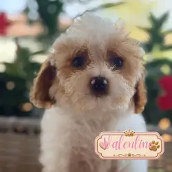 Cavapoo puppies